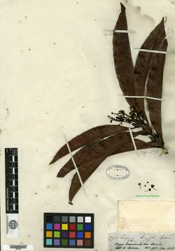 Quiina longifolia image