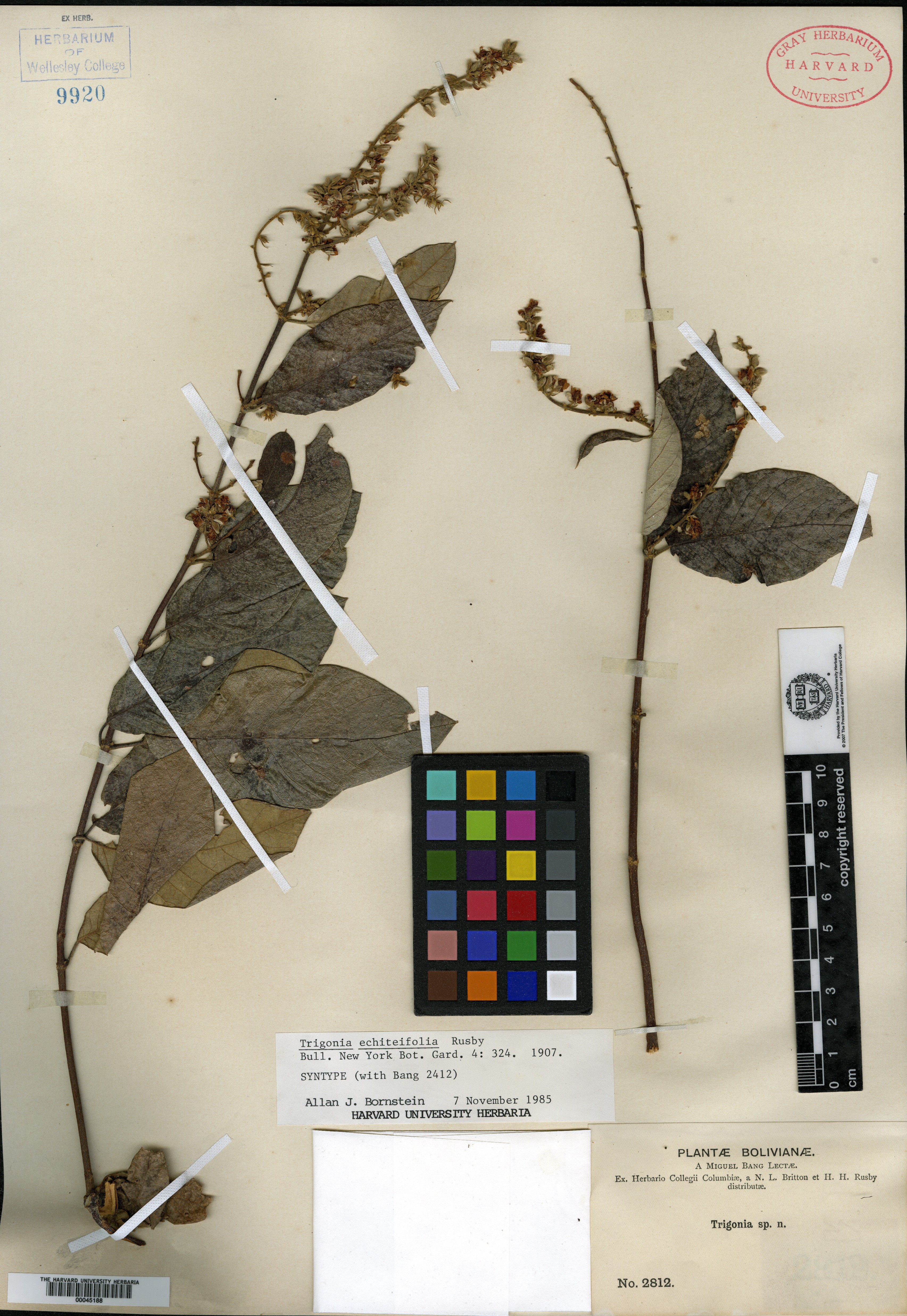 Trigonia echiteifolia image