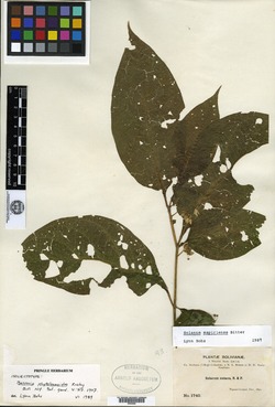 Solanum mapiriense image