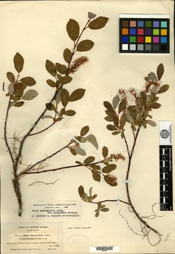 Salix fuscescens var. hebecarpa image