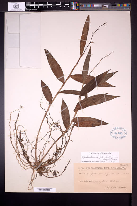 Epidendrum scriptum image
