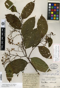 Cordia prunifolia image
