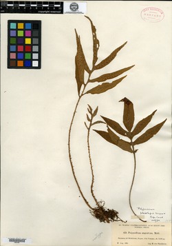 Polypodium pleiolepis image