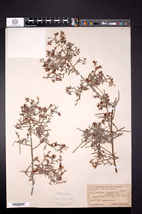 Krameria bicolor image