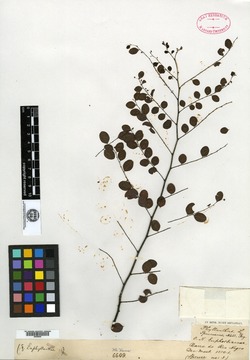 Phyllanthus valleanus image