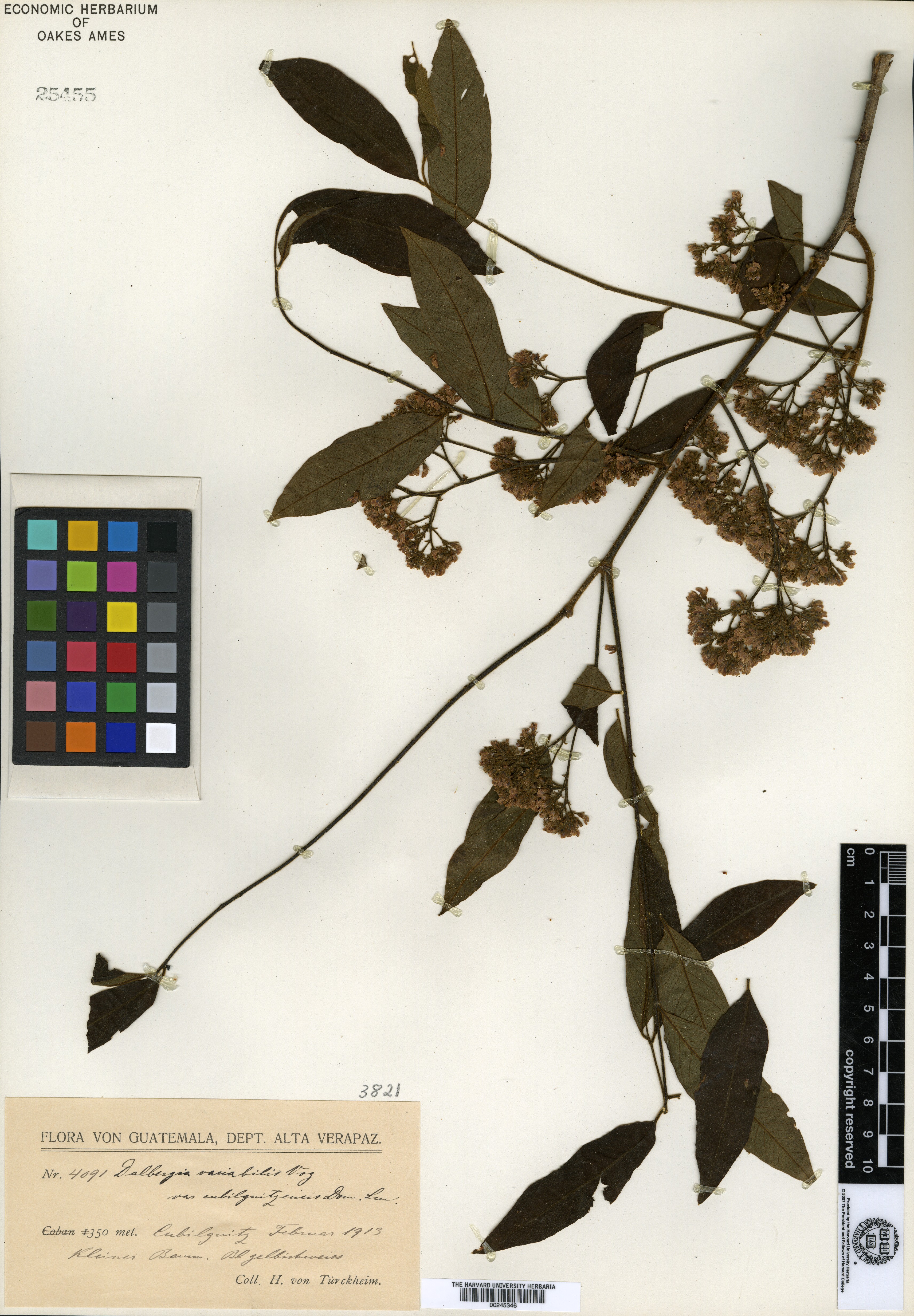 Dalbergia variabilis var. cubilquitzensis image