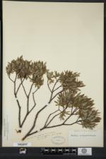 Salix argyrocarpa image