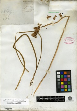 Brodiaea multiflora image