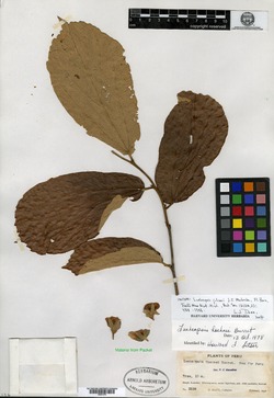 Lueheopsis julianii image