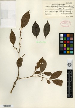 Chrysophyllum inornatum image
