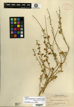 Hymenoclea salsola var. patula image