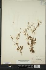 Ranunculus micranthus image