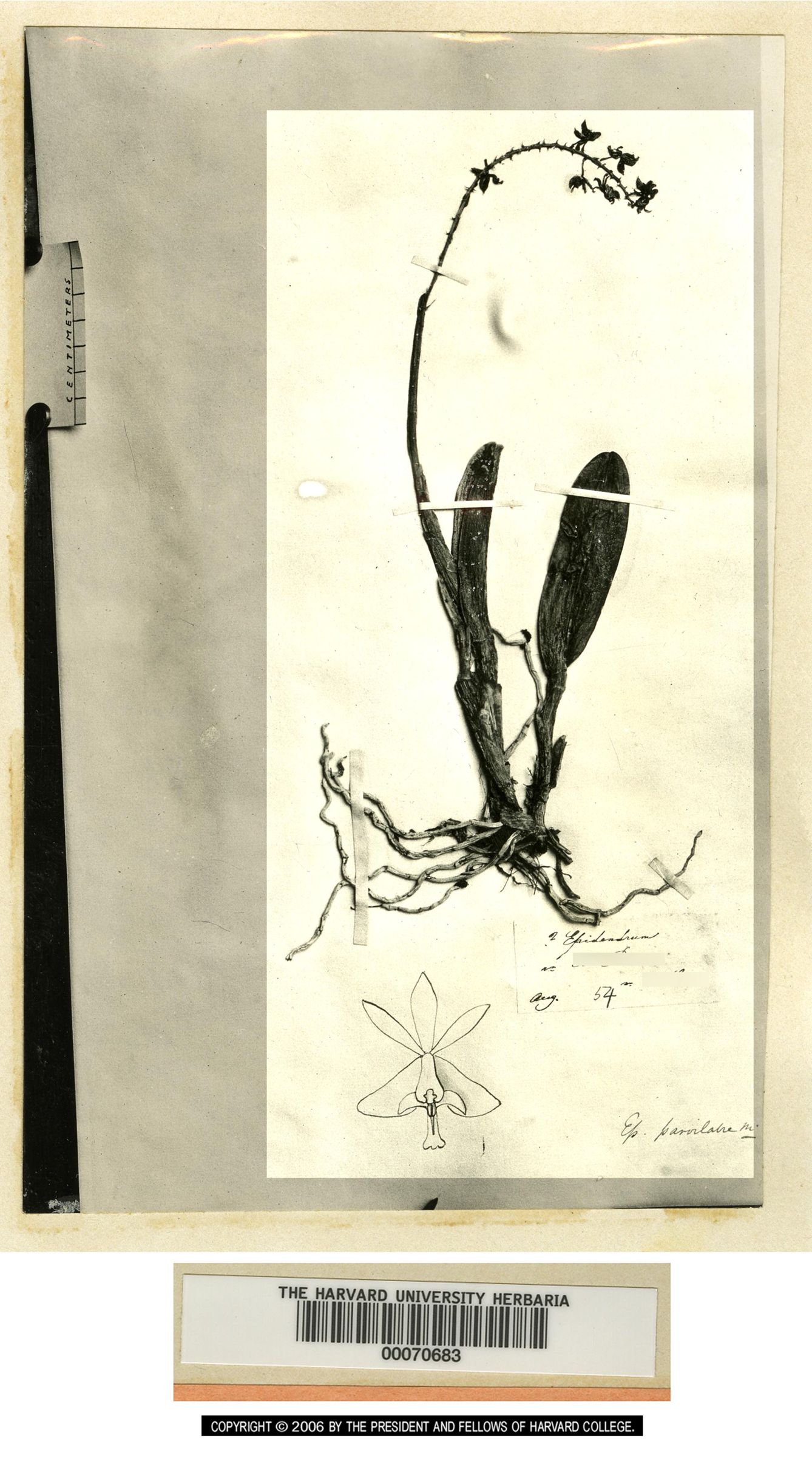 Epidendrum phragmites image