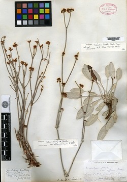 Eriogonum harfordii image
