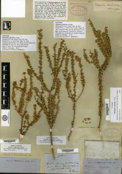 Mortonia scabrella image
