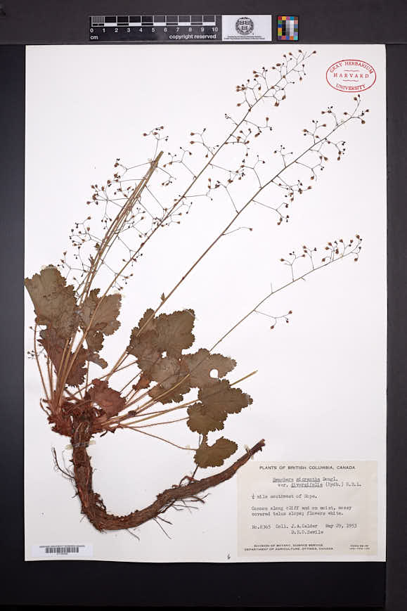 Heuchera micrantha var. diversifolia image