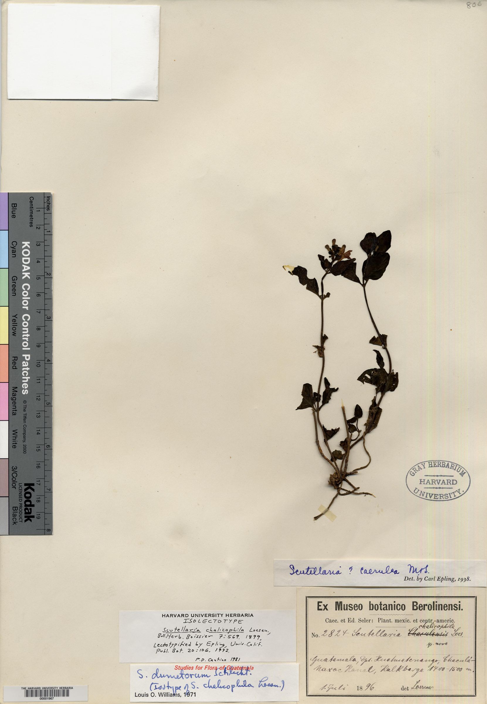 Scutellaria chalicophila image