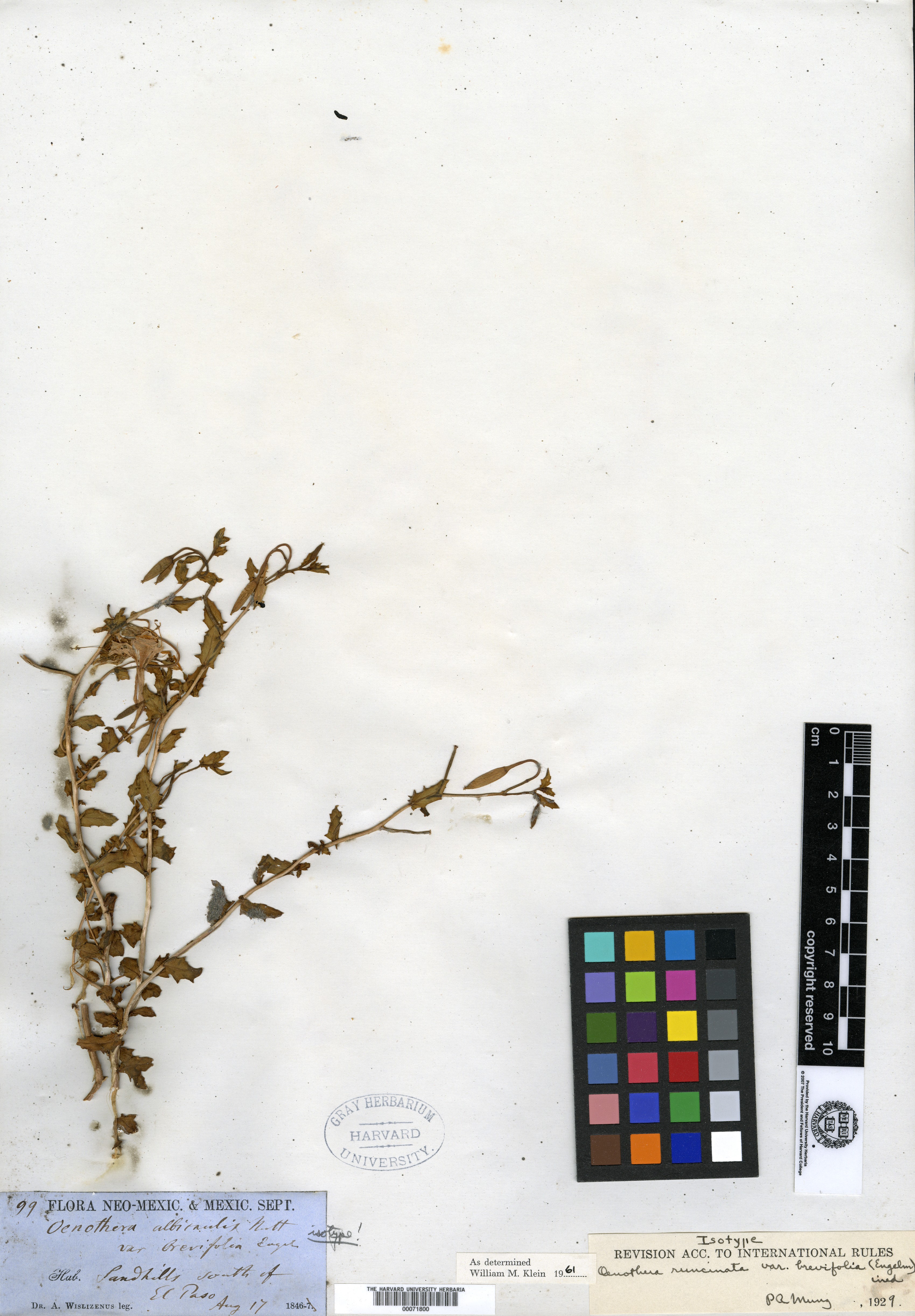 Oenothera runcinata var. brevifolia image