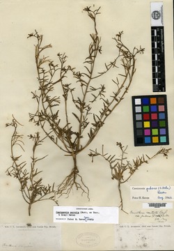 Oenothera pubens image