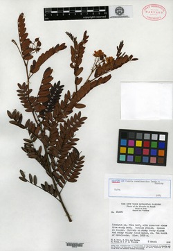 Chamaecrista coriacea image