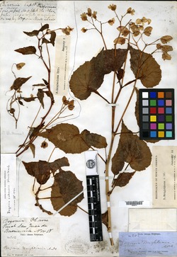 Begonia wrightiana image