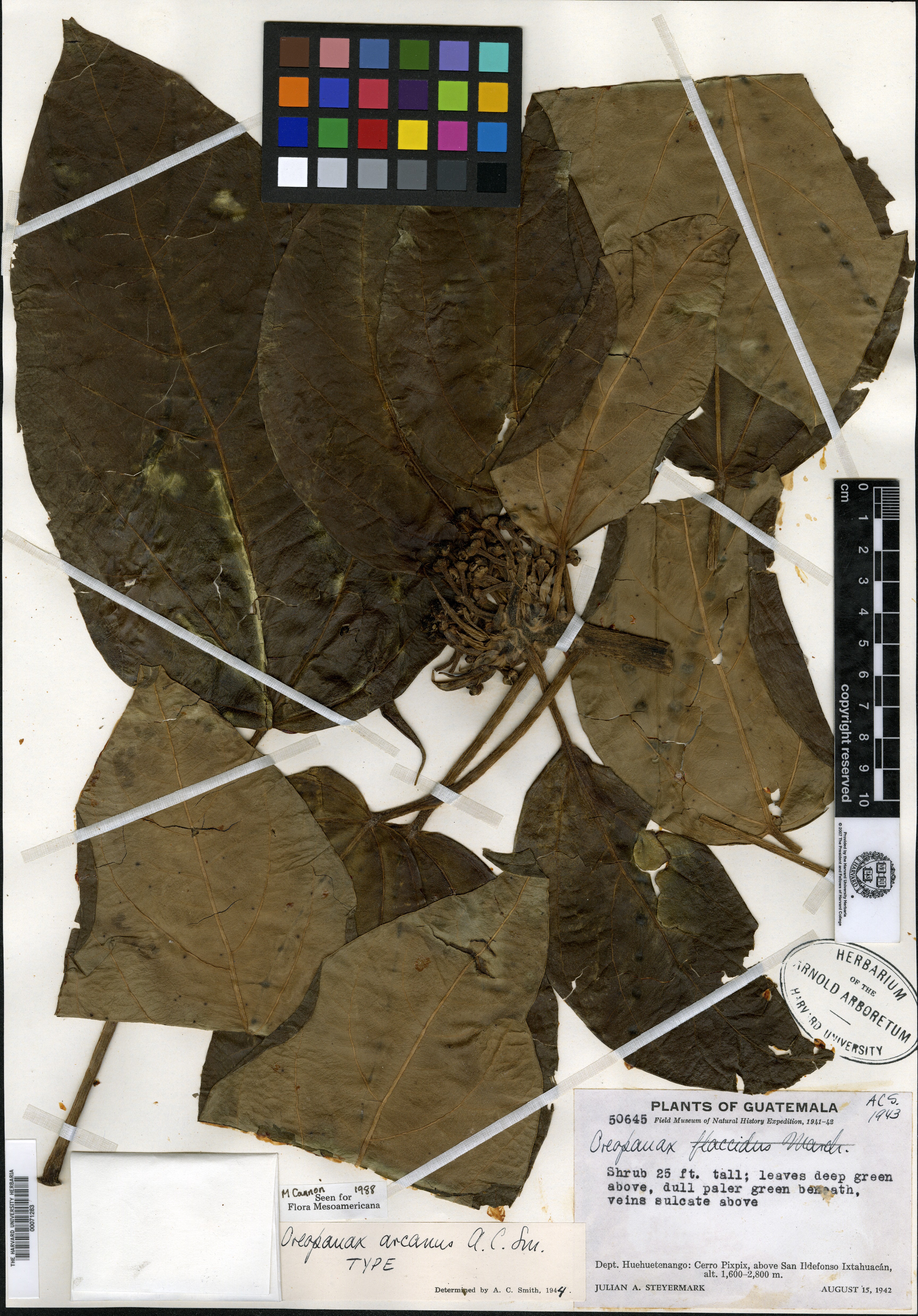 Oreopanax arcanus image