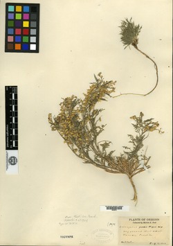 Astragalus peckii image