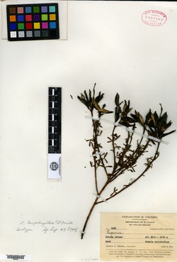 Lupinus lespedezoides image