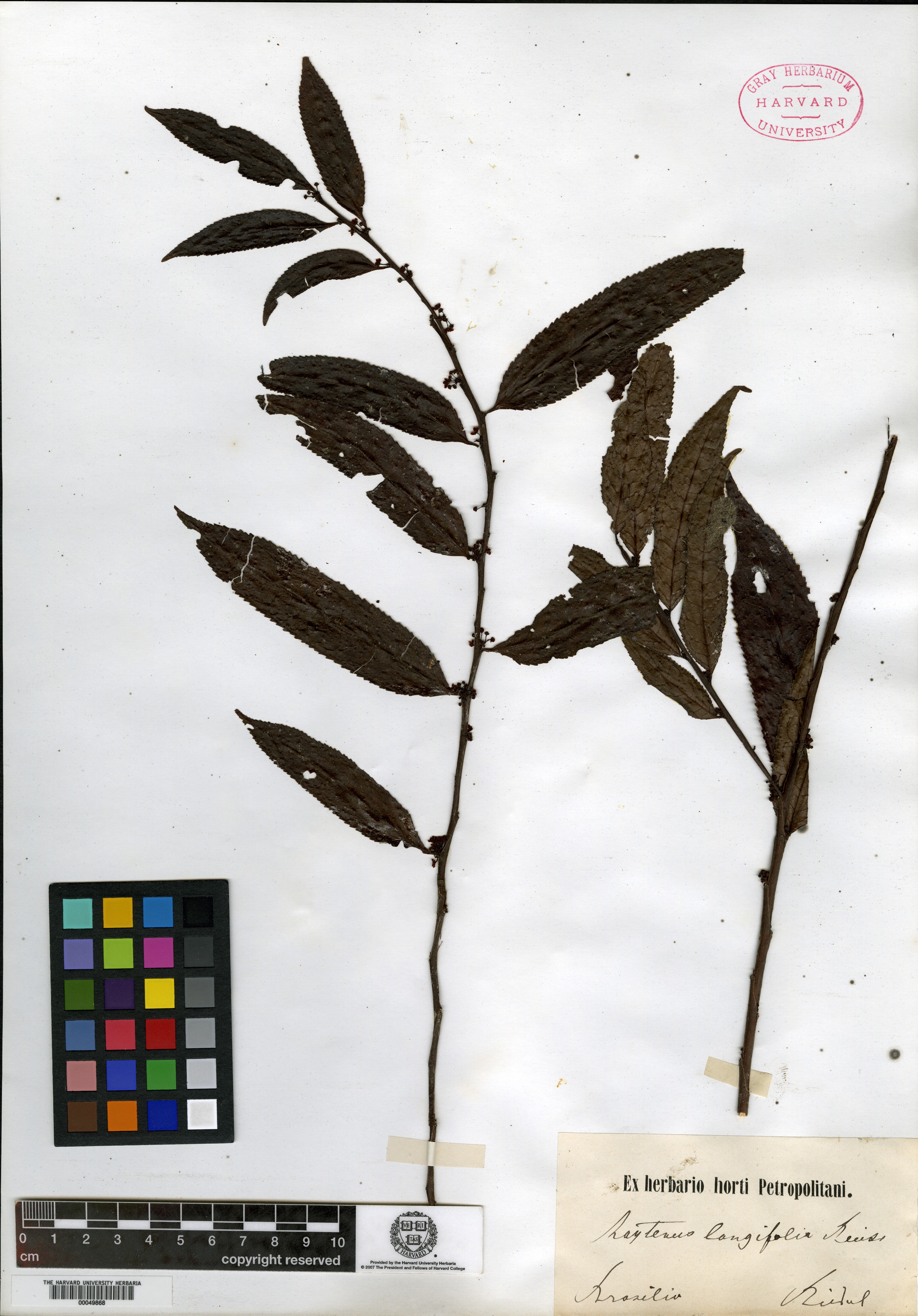 Monteverdia longifolia image
