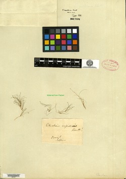 Eleocharis capillacea image