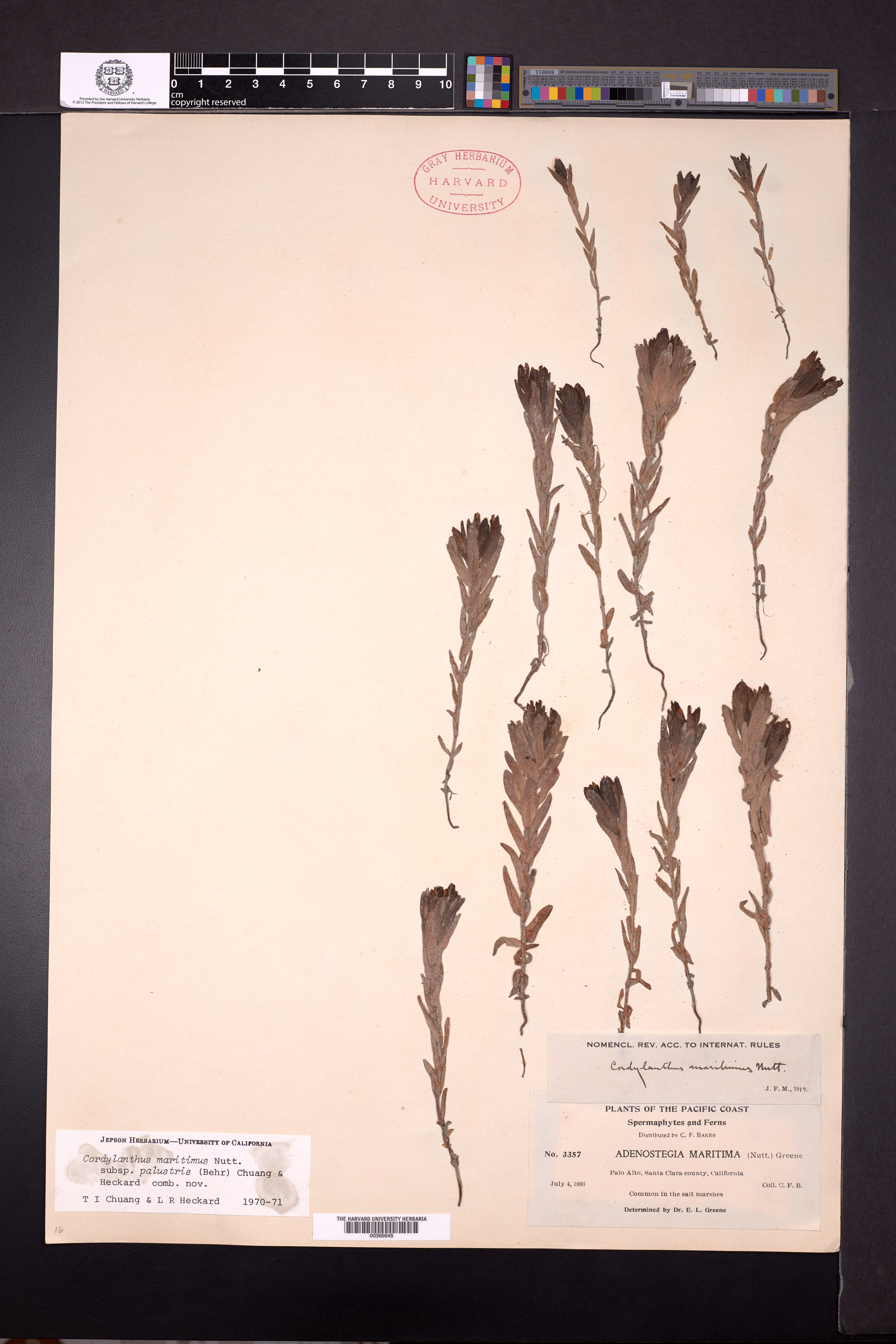 Cordylanthus maritimus subsp. palustris image