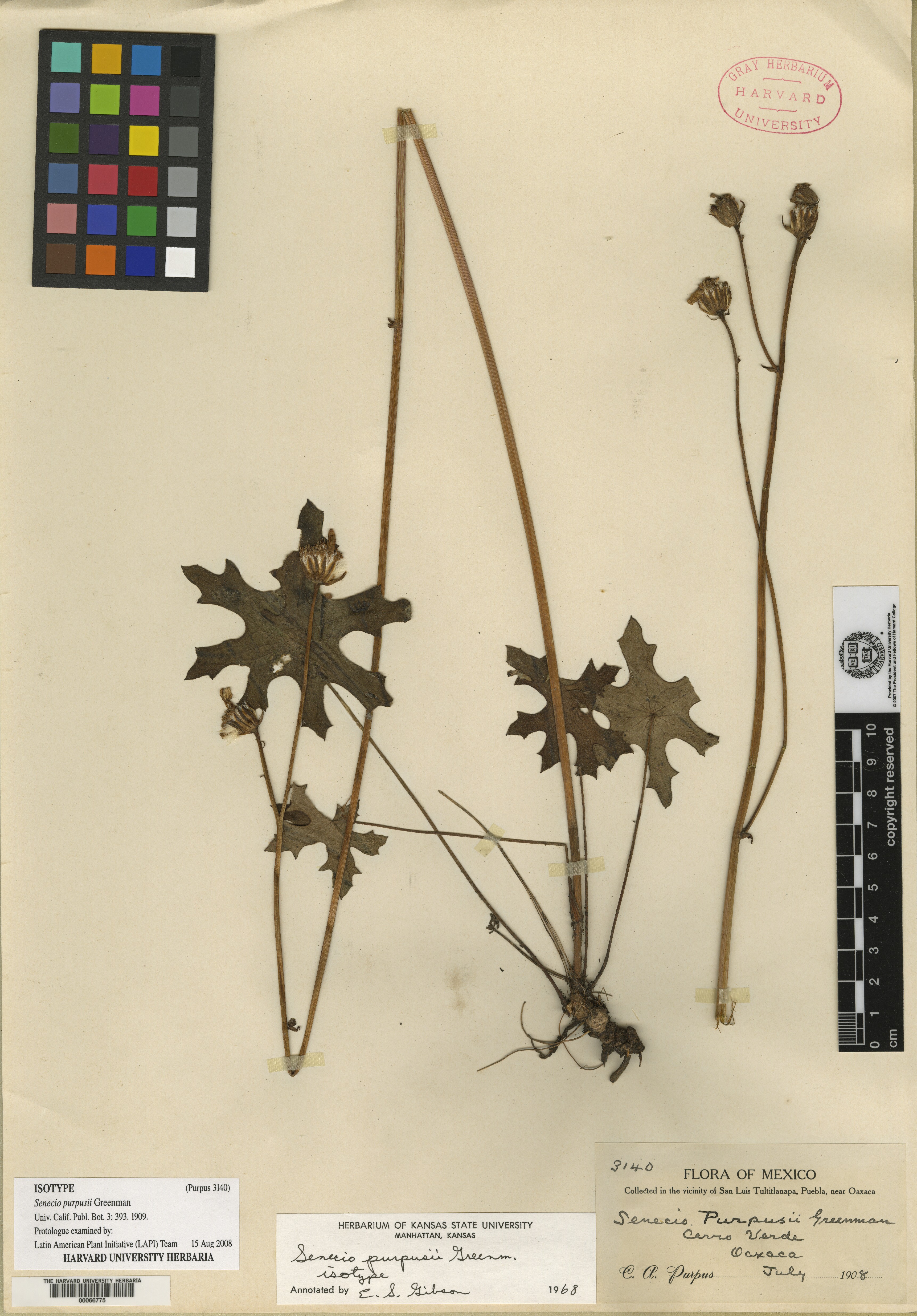 Psacaliopsis purpusii image