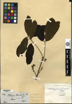 Alchornea aquifolia image