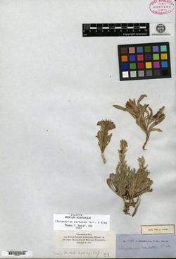 Stenandrium barbatum image