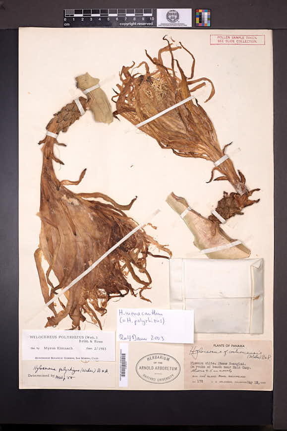 Hylocereus monacanthus image