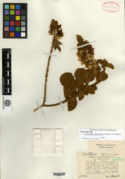 Crotalaria bahiaensis image