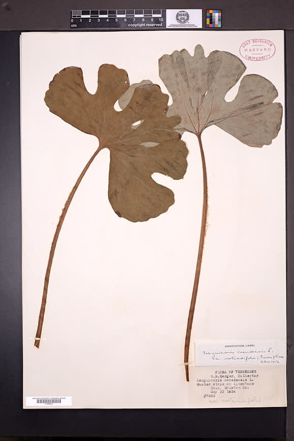 Sanguinaria canadensis var. rotundifolia image