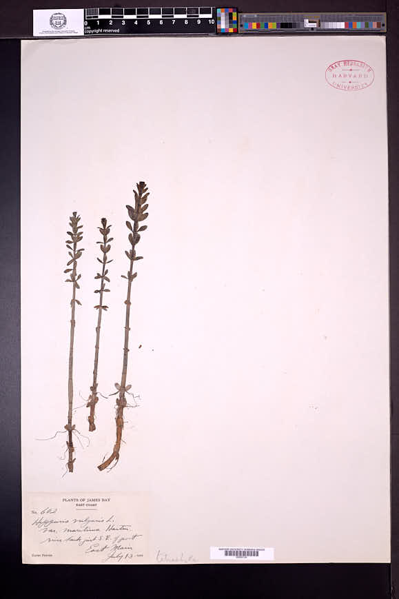 Hippuris tetraphylla image
