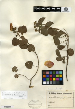 Peltaea sessiliflora image