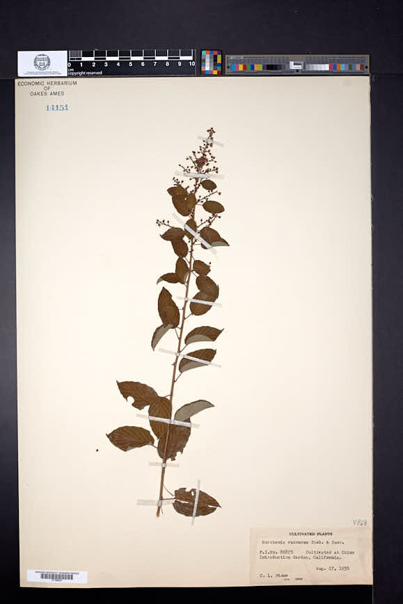 Berchemia racemosa image