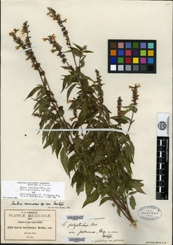 Salvia connivens image