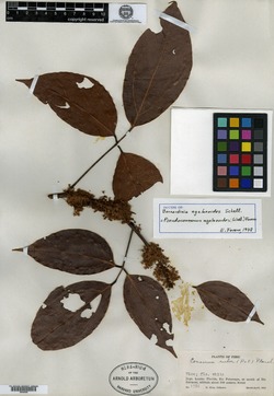 Bernardinia agelaeoides image