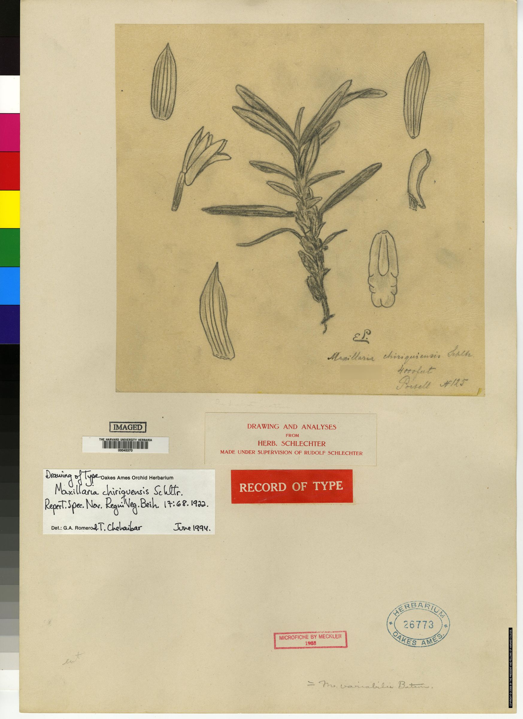 Maxillaria variabilis image