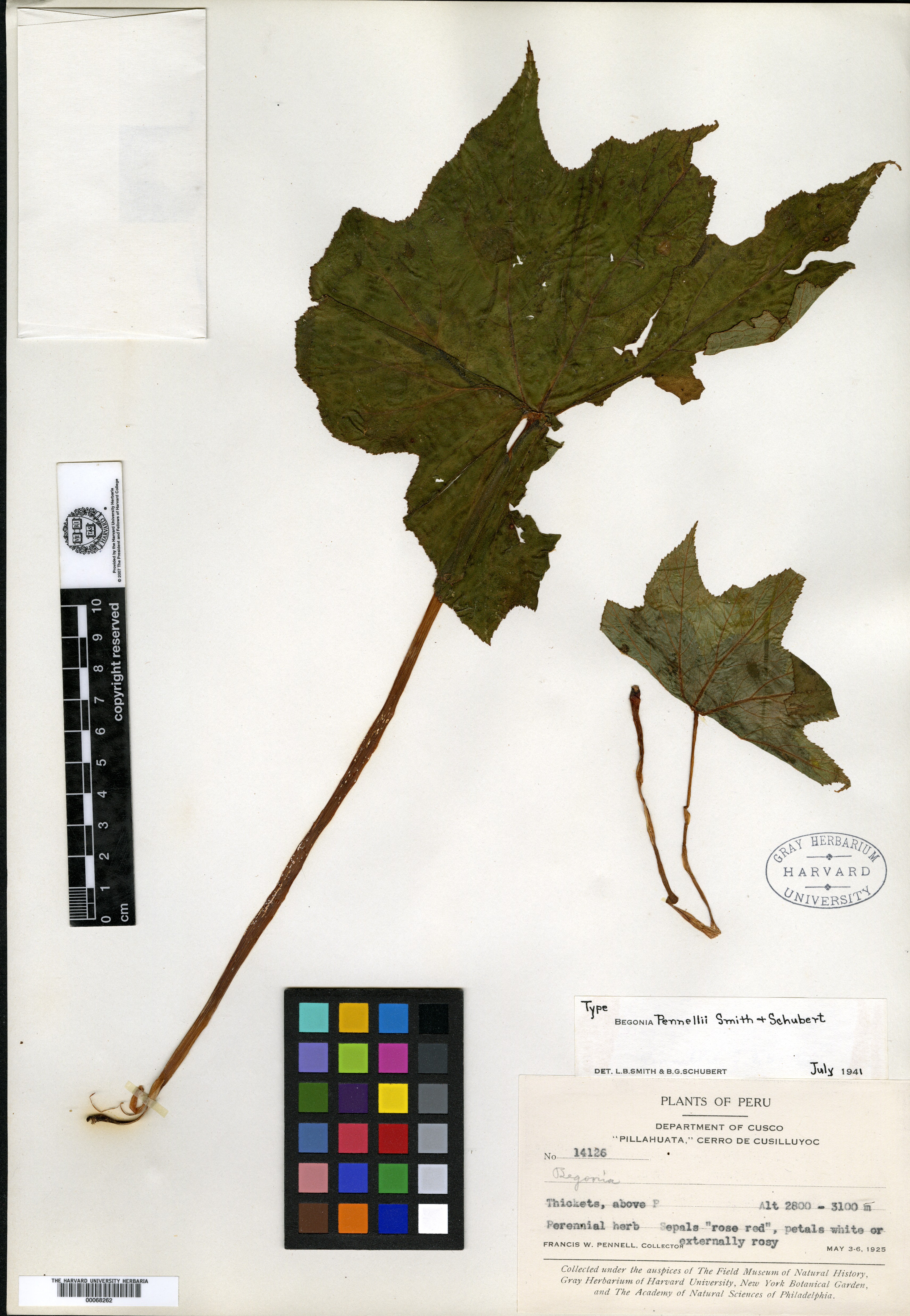 Begonia pennellii image