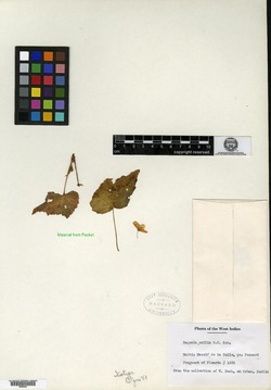 Begonia exilis image