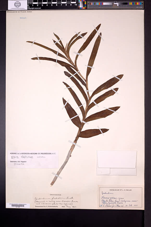 Epidendrum matudae image