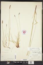 Carex scirpoidea image