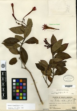Fuchsia velutina image