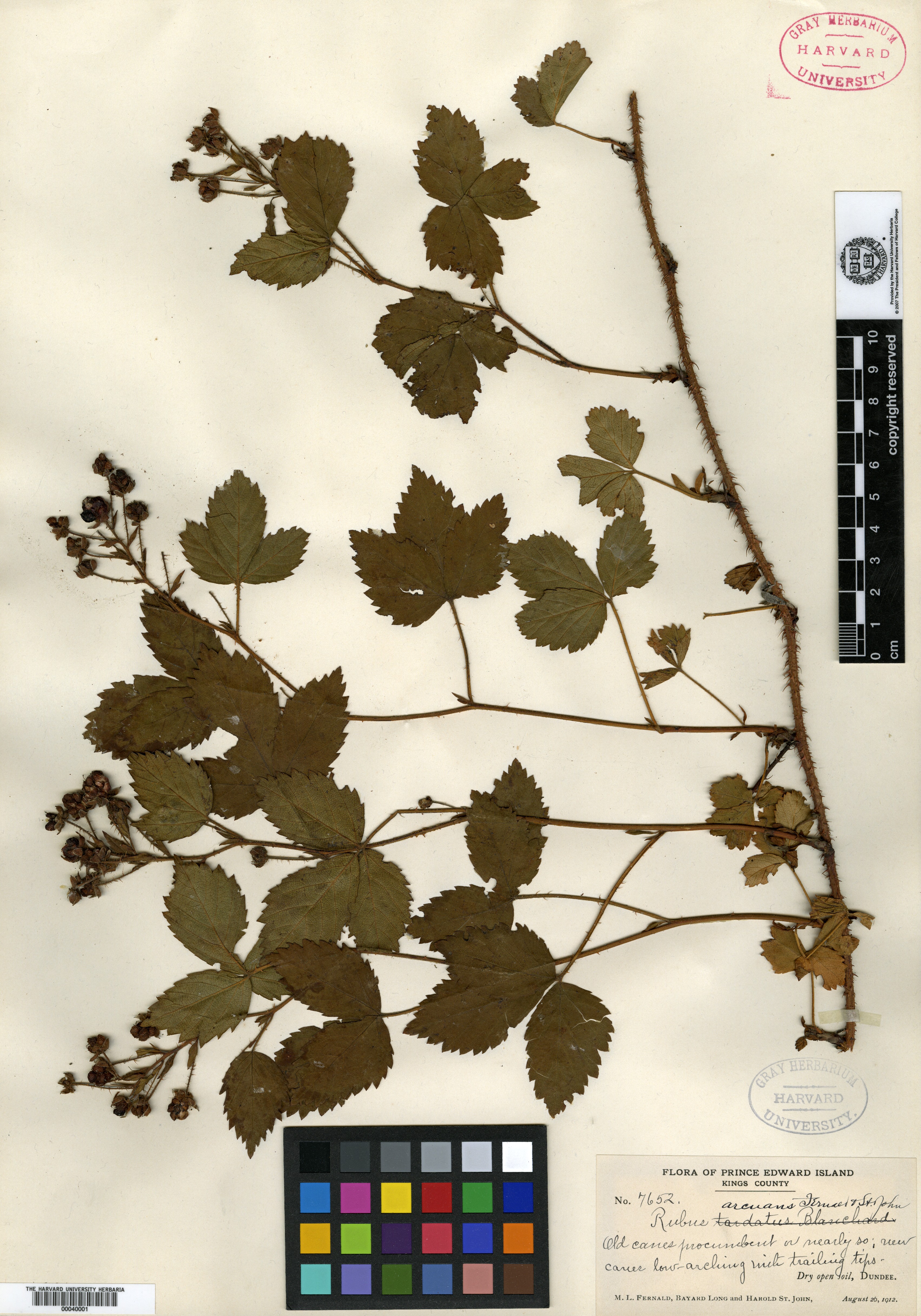 Rubus arcuans image