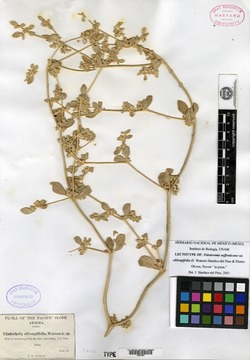 Cladothrix oblongifolia image